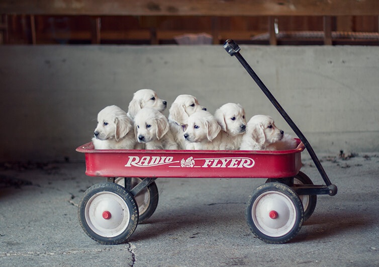 Majestic Manor Goldens English Cream Golden Retrievers