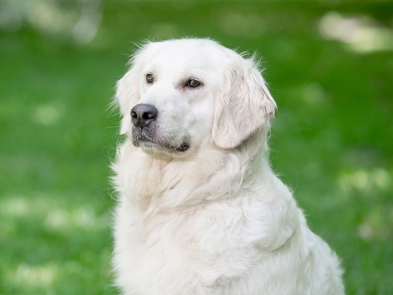 English Cream Sires and Dams - Adult English Cream Golden Retrievers