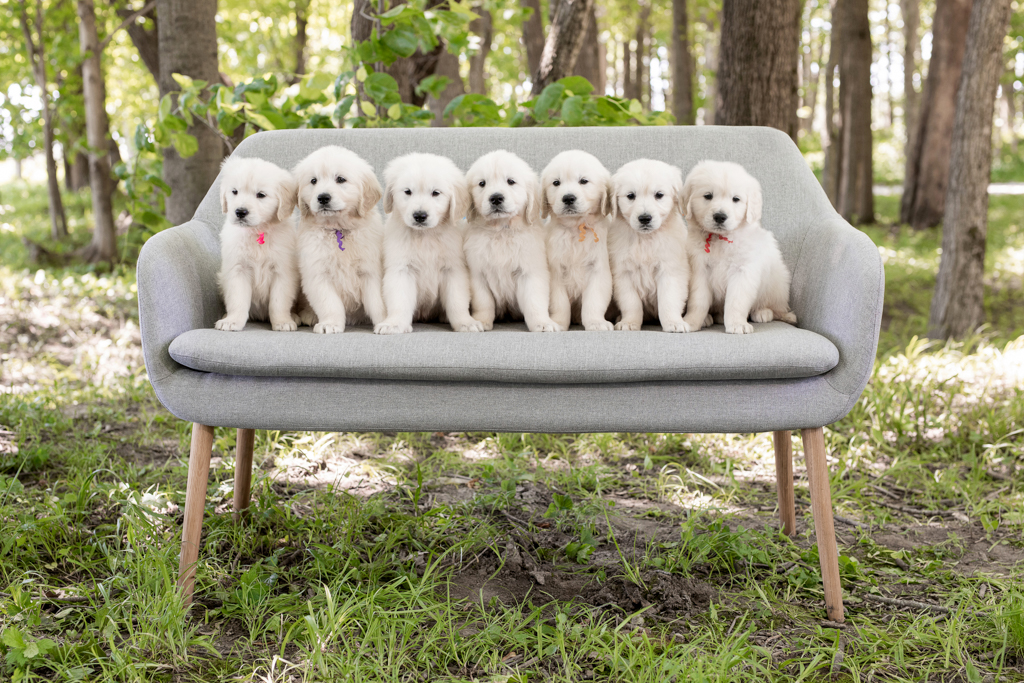 English Cream Golden Retriever Puppies Current Litters