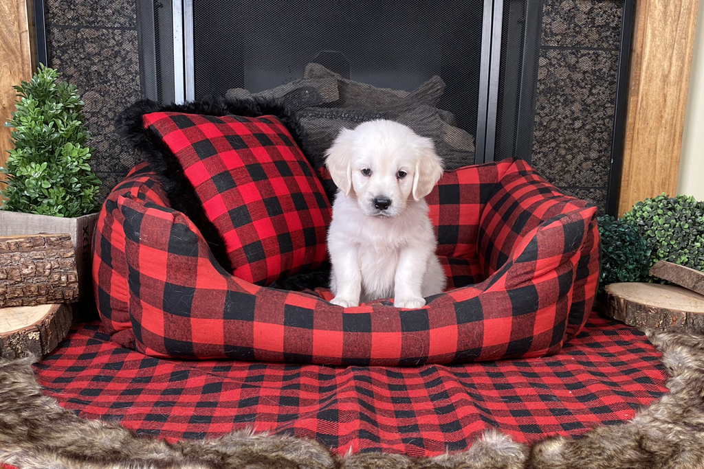 Home Planning for English Cream Golden Retriever Puppies
