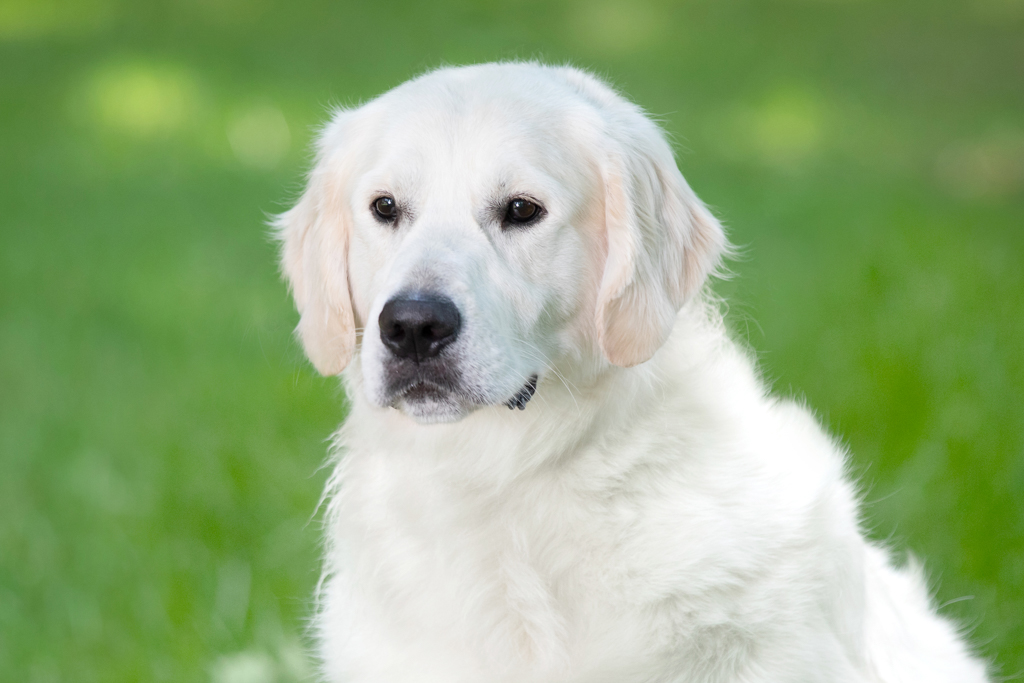 English Cream Sires and Dams - Adult English Cream Golden Retrievers