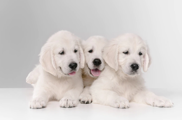 English Cream Golden Retriever Puppies on blank background