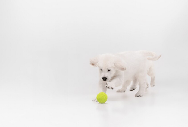 English Cream Golden Retriever Puppy playing with tennis ball