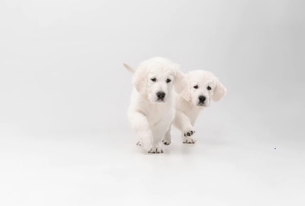English Cream Golden Retriever Puppies walking on blank background