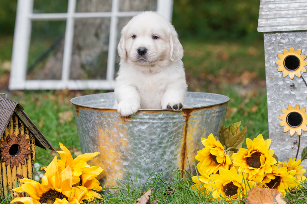 What to Consider When Crate Training Your English Cream Golden Retriever Puppy