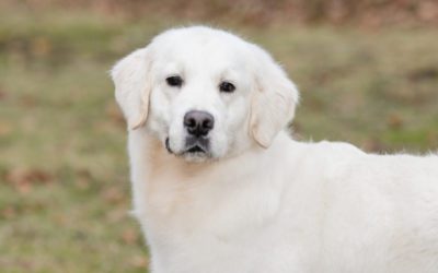 Get to Know Your Furry Friend: All About the English Cream Golden Retriever