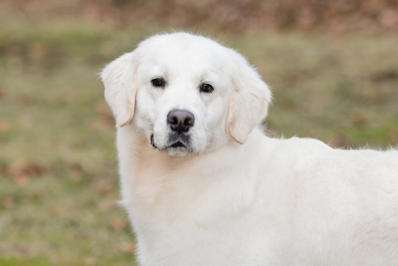 Get to Know Your Furry Friend: All About the English Cream Golden Retriever