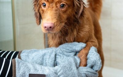 A Dog Owner’s Guide to Grooming a Golden Retriever
