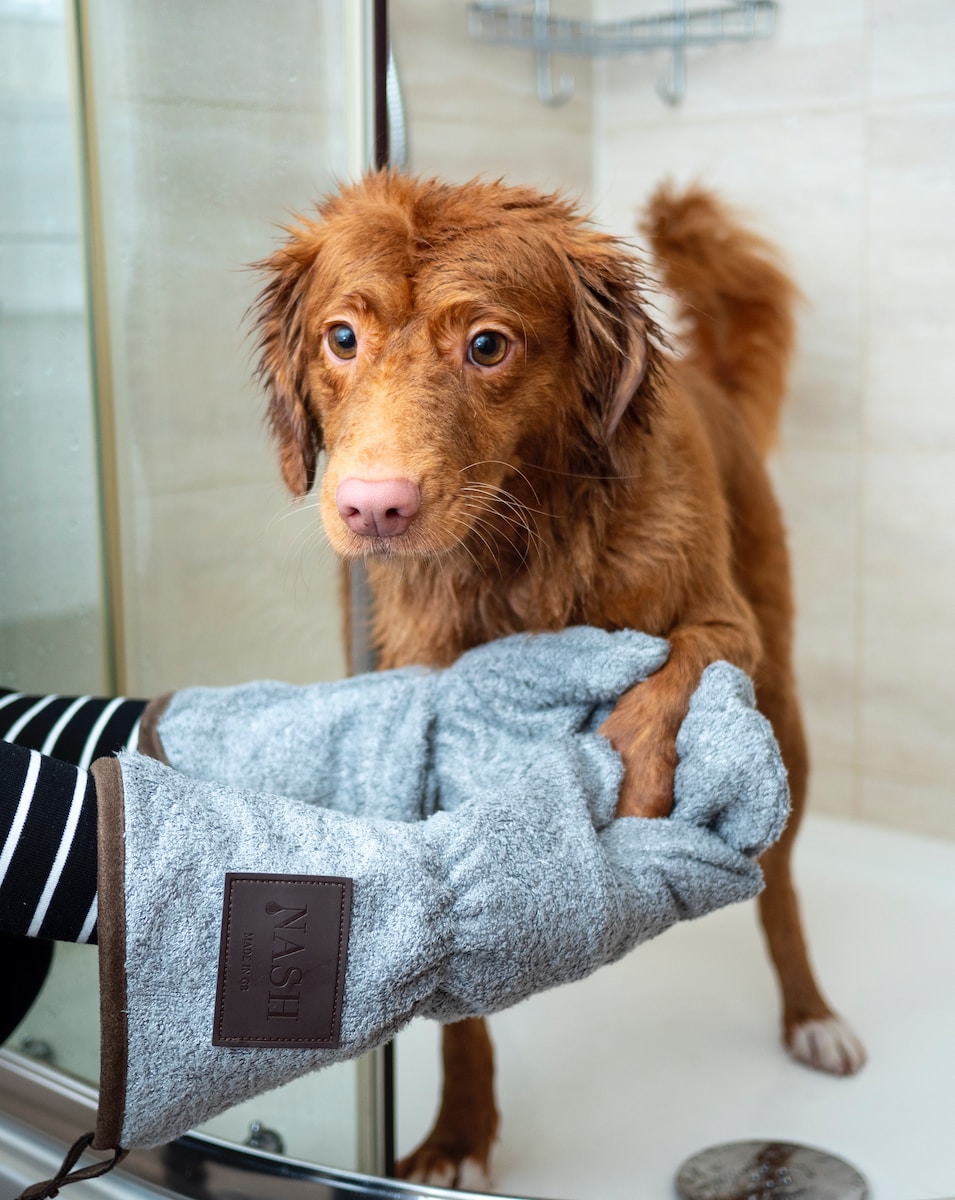 brown long coated dog on blue towel