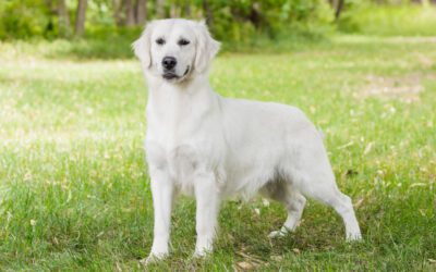 Golden Retrievers: Should You Get a Male or a Female?