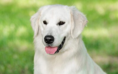 A Dog Owner’s Guide to Grooming a Golden Retriever