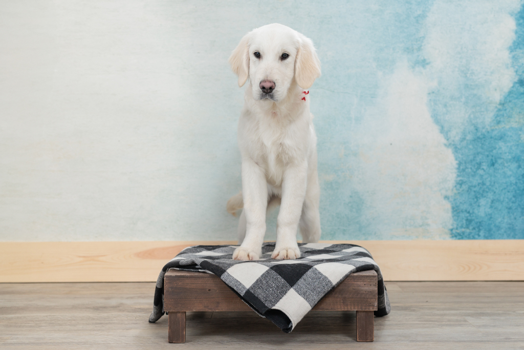 Expert Tips for Creating a Puppy Schedule