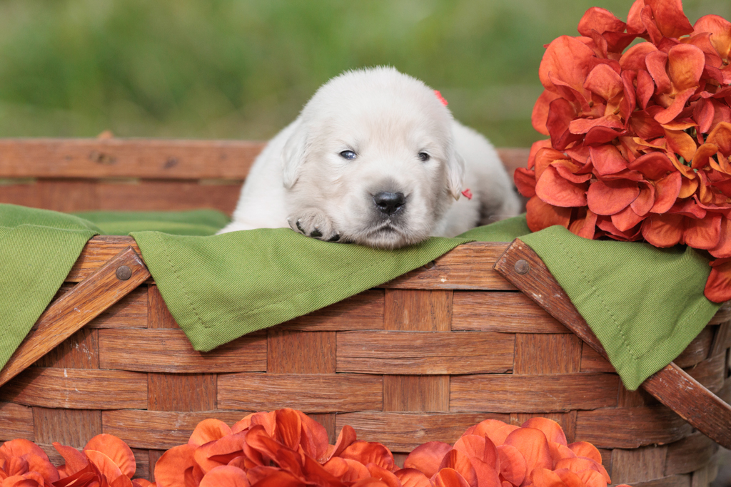Exploring the Pros and Cons of English Cream Golden Retriever Ownership