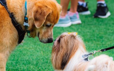 How to Socialize Your English Cream Golden Retriever Puppy