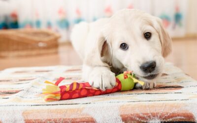 The Benefits of Puppy Training