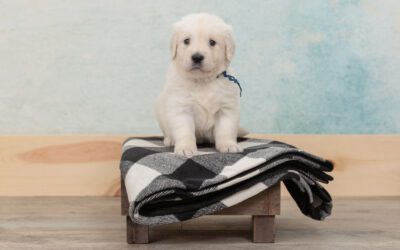 Puppy-Proofing Your Home: Essential Tips for Dog Owners