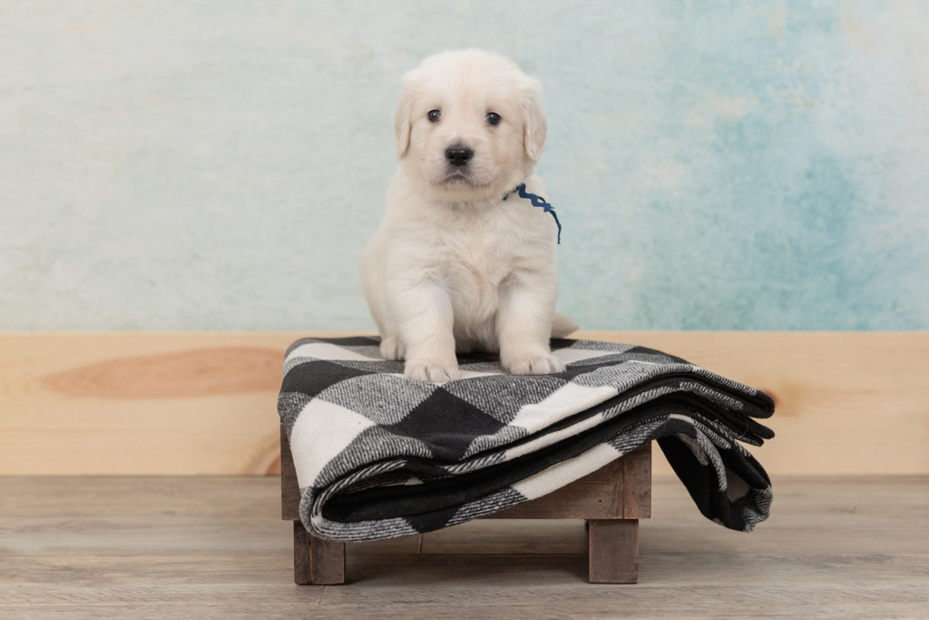 Puppy-Proofing Your Home: Essential Tips for Dog Owners