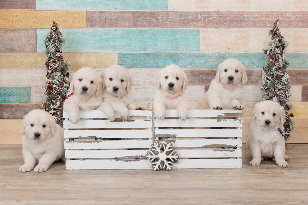 Understanding the Importance of Health Guarantees for Golden Retriever Puppies