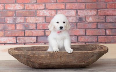 The New Puppy Checklist: Essentials for New Pet Parents