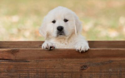 Potty Training Your Puppy: Essential Tips for New Dog Owners