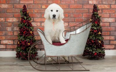 What to Consider When Crate Training English Cream Goldens!