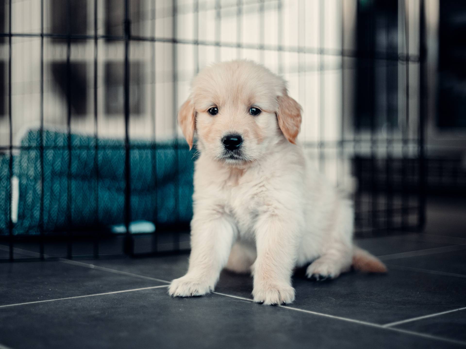 Mastering Crate Training: A Comprehensive Guide for a Happy Pup