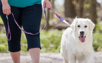 Leash Training Your Puppy Made Easy