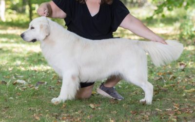 Understanding the Health and Wellness of Your English Cream Golden Retriever