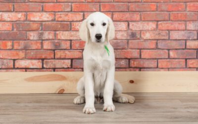 A Complete Guide to Feeding Your English Cream Golden Retriever Puppy