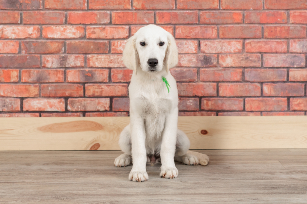 A Complete Guide to Feeding Your English Cream Golden Retriever Puppy