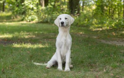 Strengthening the Bond: Fun and Engaging Activities for You and Your English Cream Golden Retriever