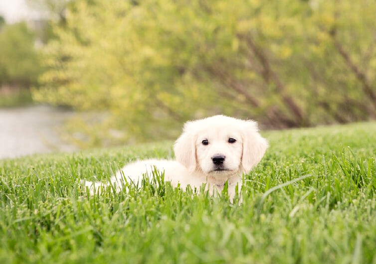 A 7-Step Guide to Cleaning Your Golden Retriever’s Ears