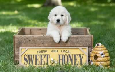 How to Care for Your English Cream Golden Retriever Puppy