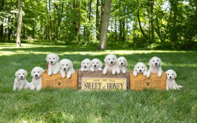 The Incredible Journey: From Puppyhood to Adulthood in English Cream Golden Retrievers