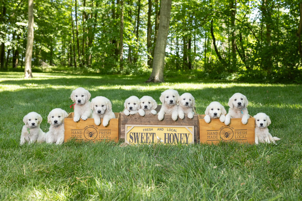 The Incredible Journey: From Puppyhood to Adulthood in English Cream Golden Retrievers