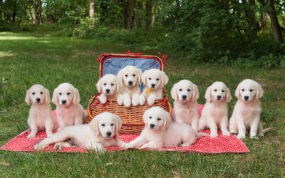 Essential Socialization Tips for Your English Cream Golden Retriever Puppy