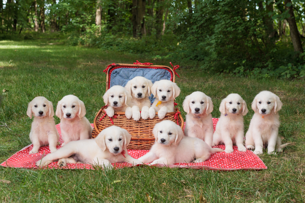 Essential Socialization Tips for Your English Cream Golden Retriever Puppy