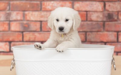The Significance of Pedigree in English Cream Golden Retriever Puppies