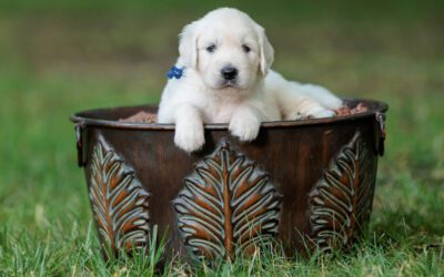 The Importance of Early Training: Puppy Obedience for English Cream Golden Retrievers