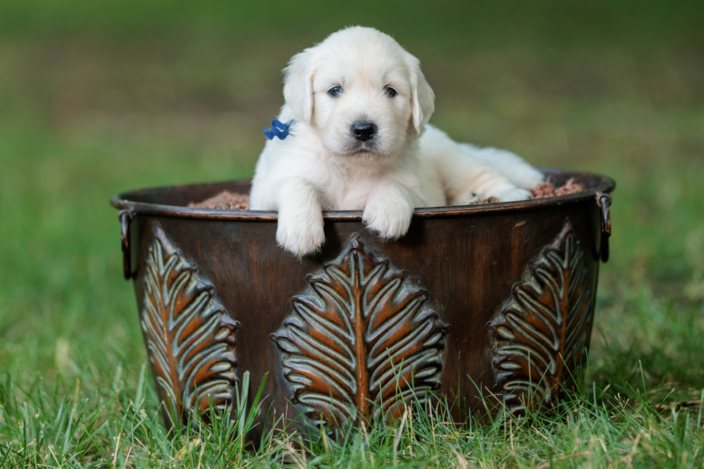 The Importance of Early Training: Puppy Obedience for English Cream Golden Retrievers