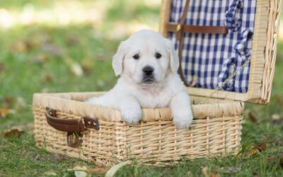 Preparing for a New Family Member: A Guide to English Cream Golden Retriever Puppy Care