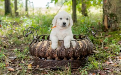 Creating the Ideal Home Environment for Your English Cream Golden Retriever