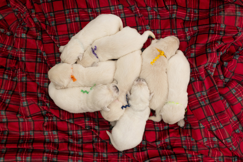 puppies sleeping in flannel basket