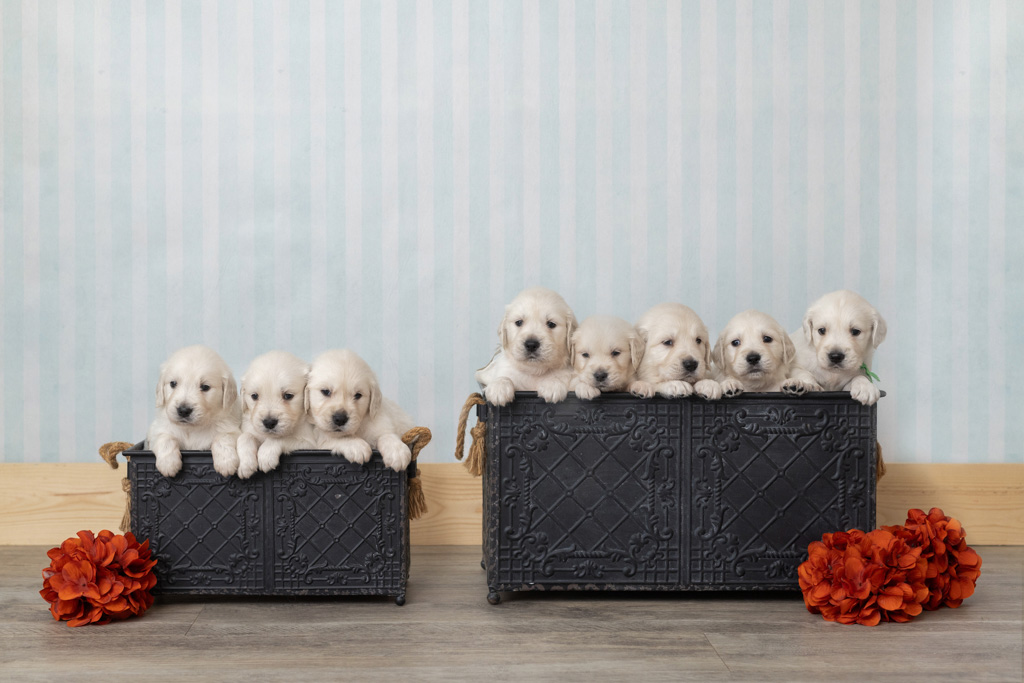 cute english cream retrievers in a basket