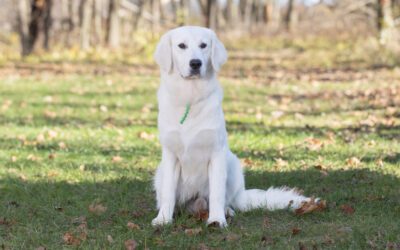 The Ultimate Guide to the Best Climates for English Cream Golden Retrievers