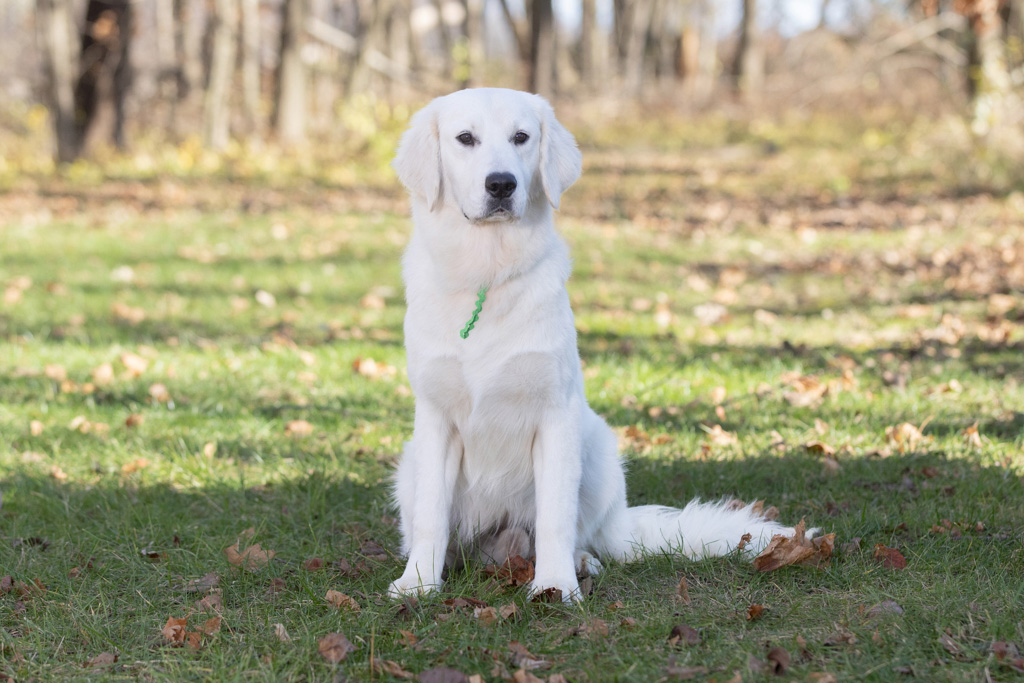 beautiful english cream golden retriever