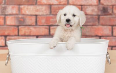 The Ideal Age for Your English Cream Golden Puppy to Go Home