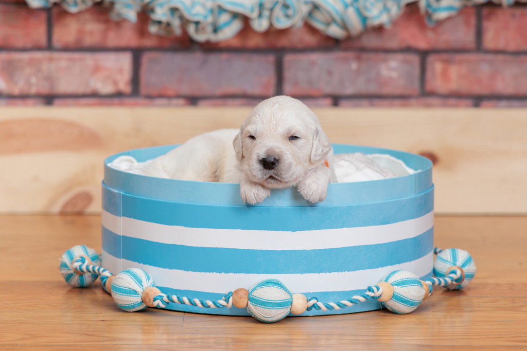 cute english cream retriever puppy in little pool