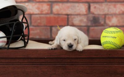 When to Start Puppy Training Classes