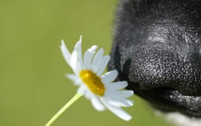 Keep These Toxic Houseplants Away from Your Dog